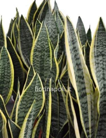 Pianta di sansevieria