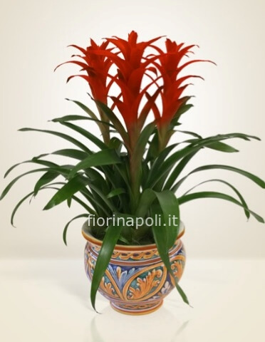 Pianta con vaso ceramica