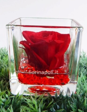 rosa stabilizzata in cofanetto di vetro